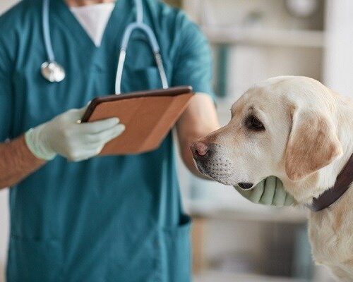 Facmat participa de reunião sobre combate ao exercício irregular da Medicina Veterinária em Querência